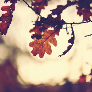 Oak leaves in autumn, close-up, Quercus Oak leaves in autumn, close-up, Quercus
